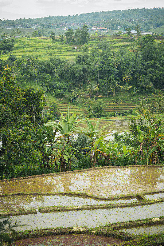 Bali jatiluwith水稻梯田景观